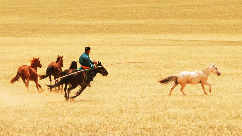 Horses may have been domesticated twice. Only one attempt stuck