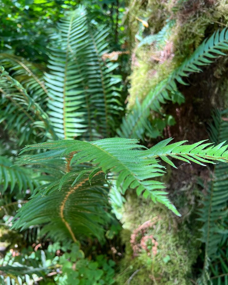 More from Olympic NP because I love the moss and ferns as much as the pines!