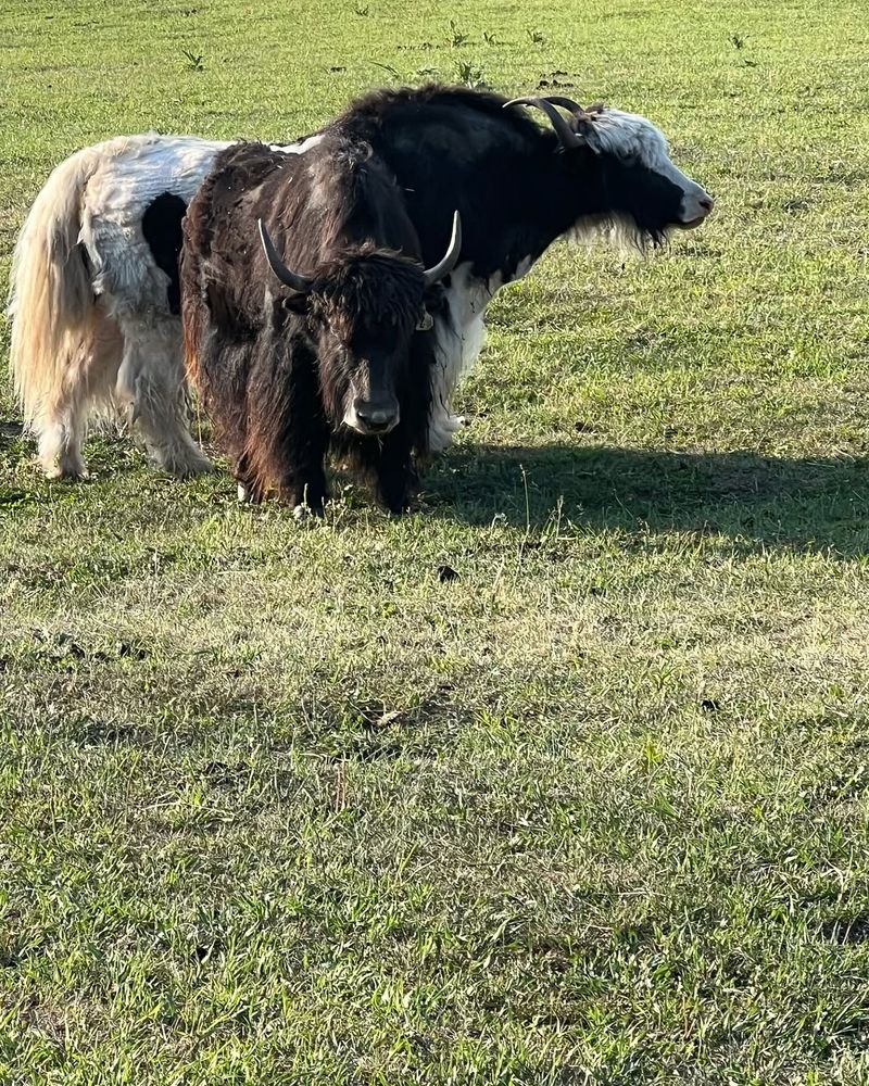 More from the Ranch am rally at Bozeman! I had more fun today than anything at this ranch!