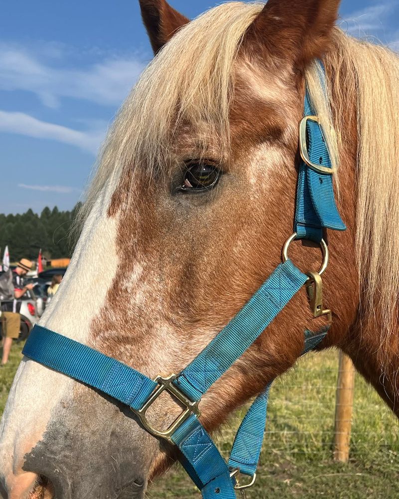 More from the Ranch am rally at Bozeman! I had more fun today than anything at this ranch!