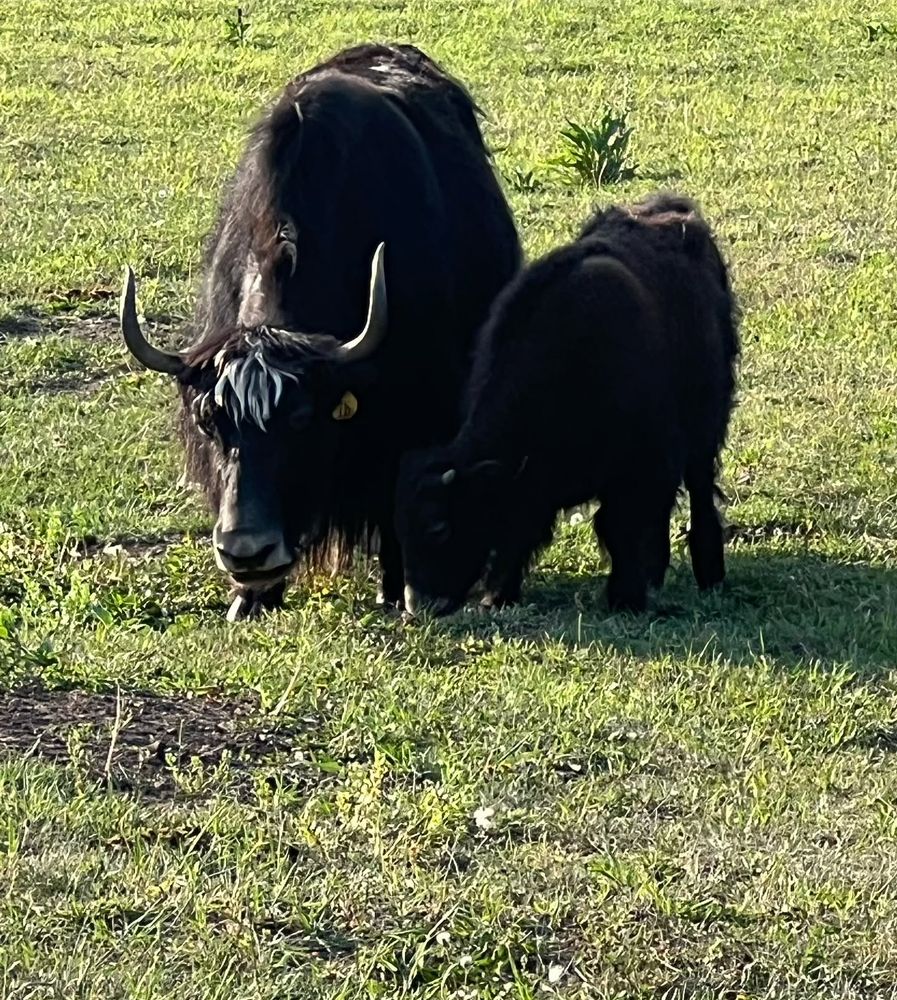 Bozeman was the most fun am rally yet. On a ranch (no signal) and a trick roper/cowboy entertainer. The ranch had their animals out and we all enjoyed seeing pack mules, horses, and yaks.