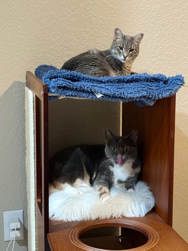 A dark grey and light grey tabby kitty and tortie kitty chilling.