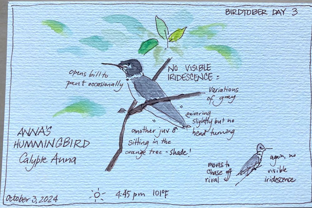 Two drawings of hummingbirds, no color visible (variations of gray)