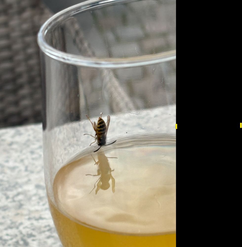 Wasp clinging heads-down to the inside of a glas with a yellow fluid.
