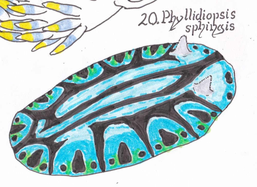 A drawing of a turquoise nudibranch with pale rhinophores and a swirling black pattern on it.