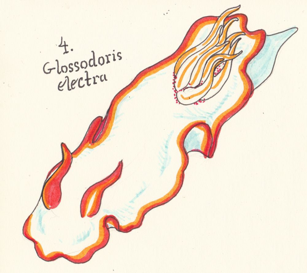 A drawing of a white sea slug with orange rhinophores and an orange rim to its flattened white body.