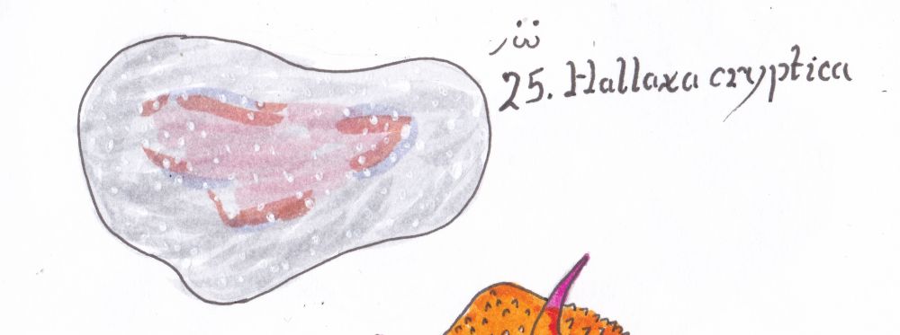 A drawing of a grey blob with a pinkish centre and white spots. It has a tiny smily face drawn next to it.