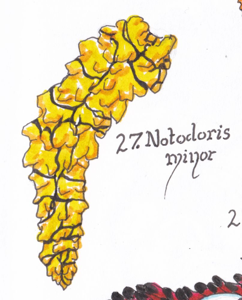 A drawing of a long yellow nudibranch with black rippling stripes. Its body is extremely lumpy and craggy, like it has grown out of a cliff face.