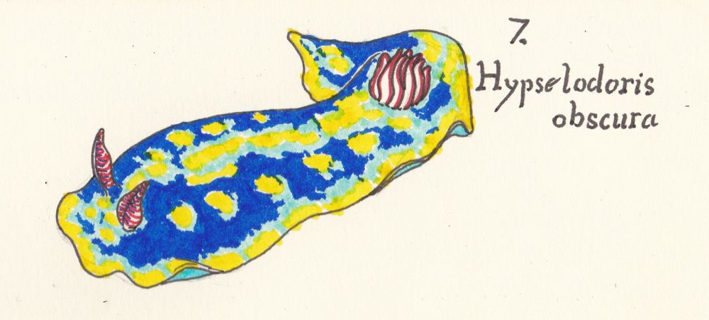 A drawing of a blue nudibranch with yellow and pale blue splotches. It has white and orange gills and rhinophores.