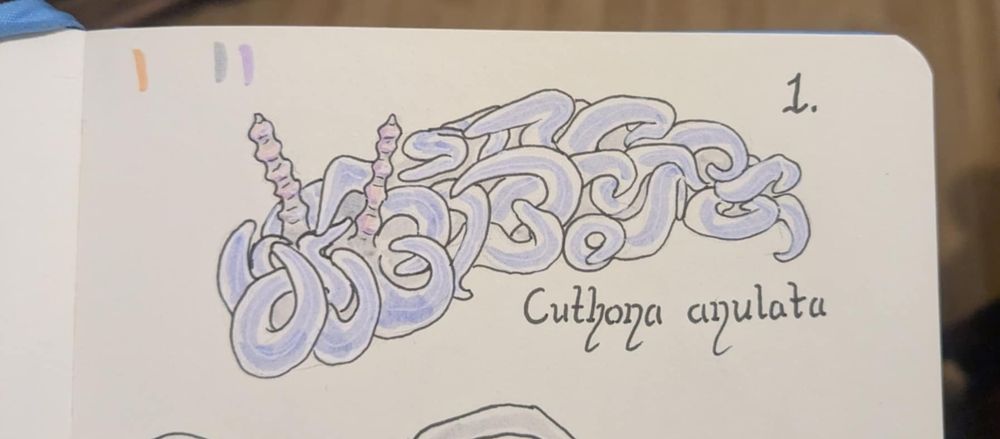 A drawing of a sea slug with lots of translucent pale blue tendrils. 