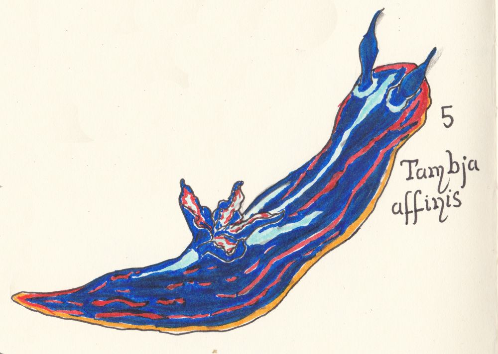 A drawing of a blue sea slug with pale blue and orange stripes running the length of its body. It is labelled 5. Tambja affinis