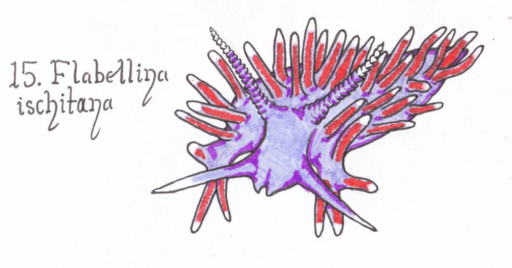 A drawing of a purple nudibranch with many white-tipped, reddish-pink cerata.