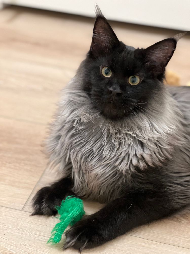 A young Maine coon cat with black fur on his face and legs, and grey fur on his body, playfully looks at the camera as he plays with a green mouse toy.