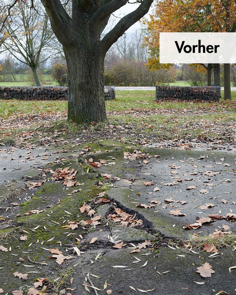 Baum vor der Entsiegelung