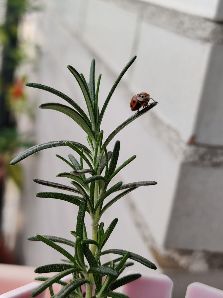 Ladybug and Rosemary 