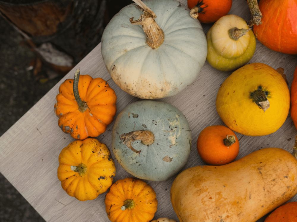 A photo of a bunch of pumpkins (small orange ones, bigger blue ones and butternut squashes) on a table taken from above.