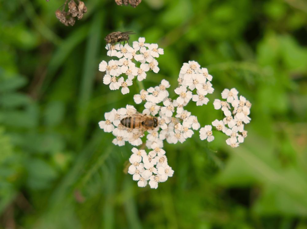 A photo of white wildflowers with a bee on top.