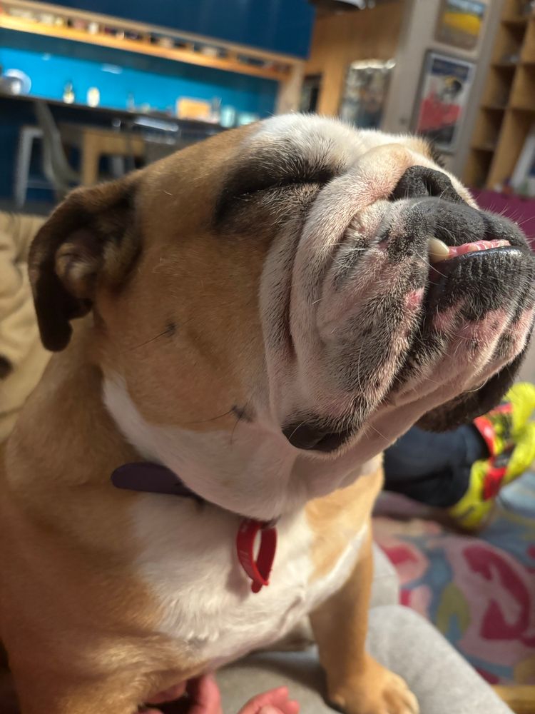 Very contented British bulldog 