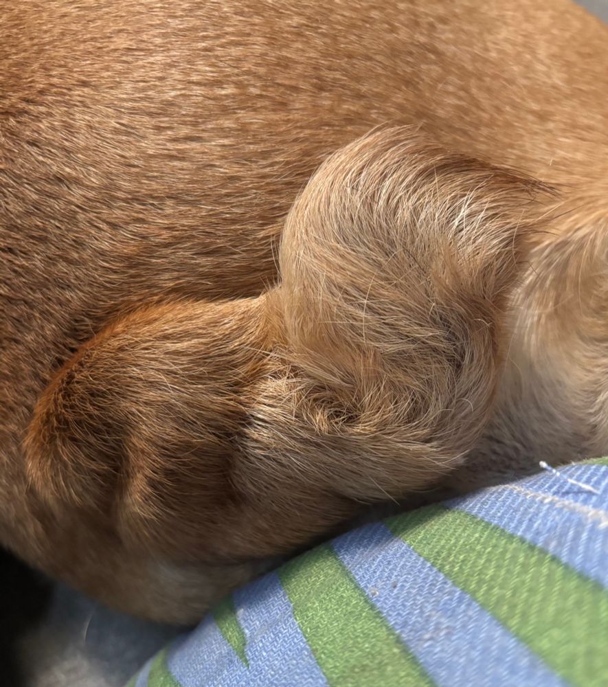 Close up of Olive the bulldog’s tail which looked like a croissant 