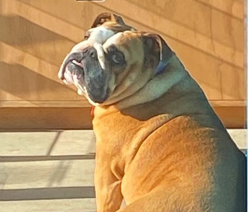 Olive the British bulldog as the spotting image of The Girl with the Pearl Earring minus actual pearl earring