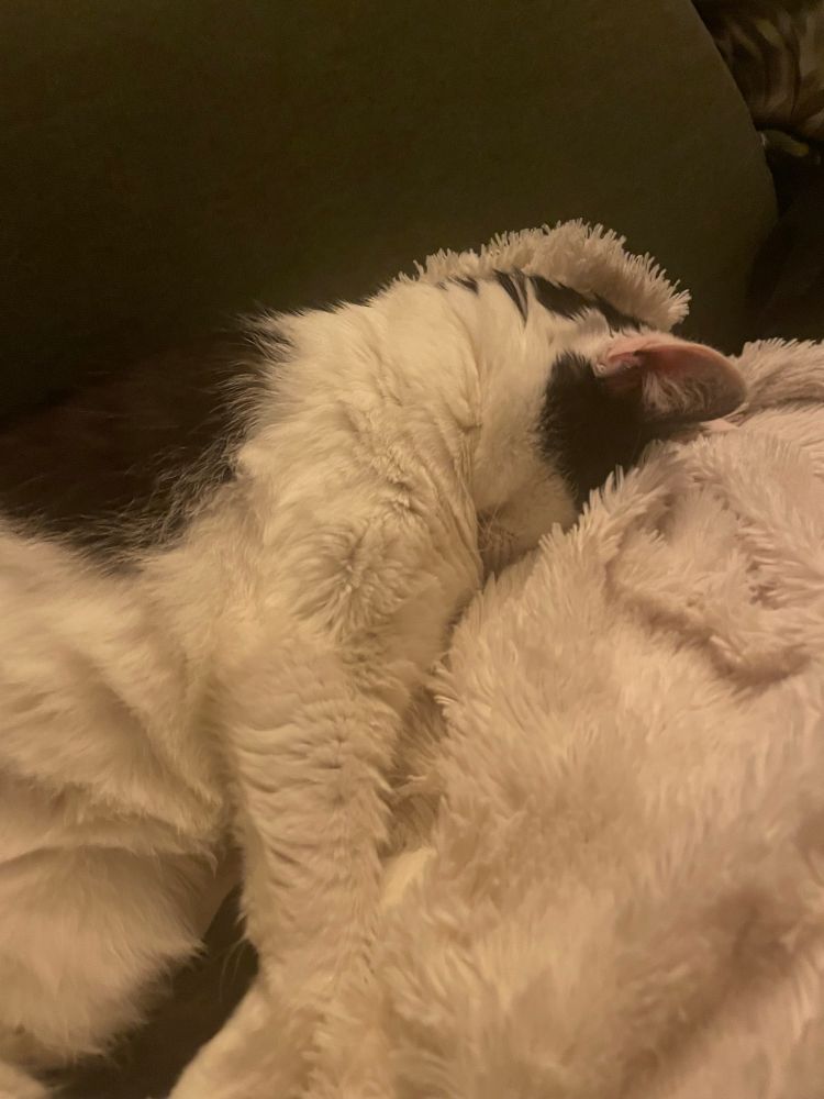 Pingu the cat having a nice snooze Faceplanting in a blanket 