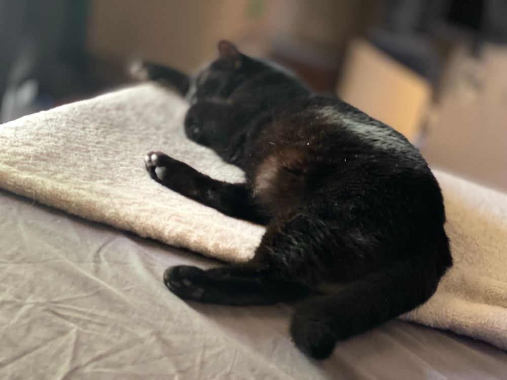 A soft-focus image of a black cat lounging on the corner of a bed, basking in the light from a window. 
