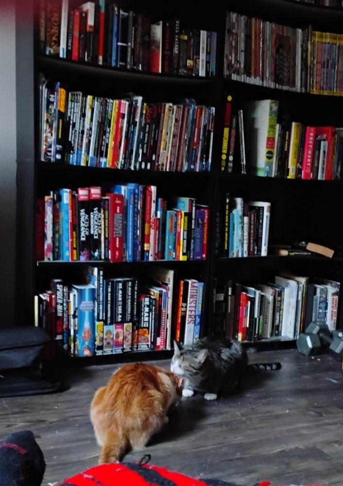 Black and grey cat Ziggy grooms orange and white cat Cringer while the latter eats 
