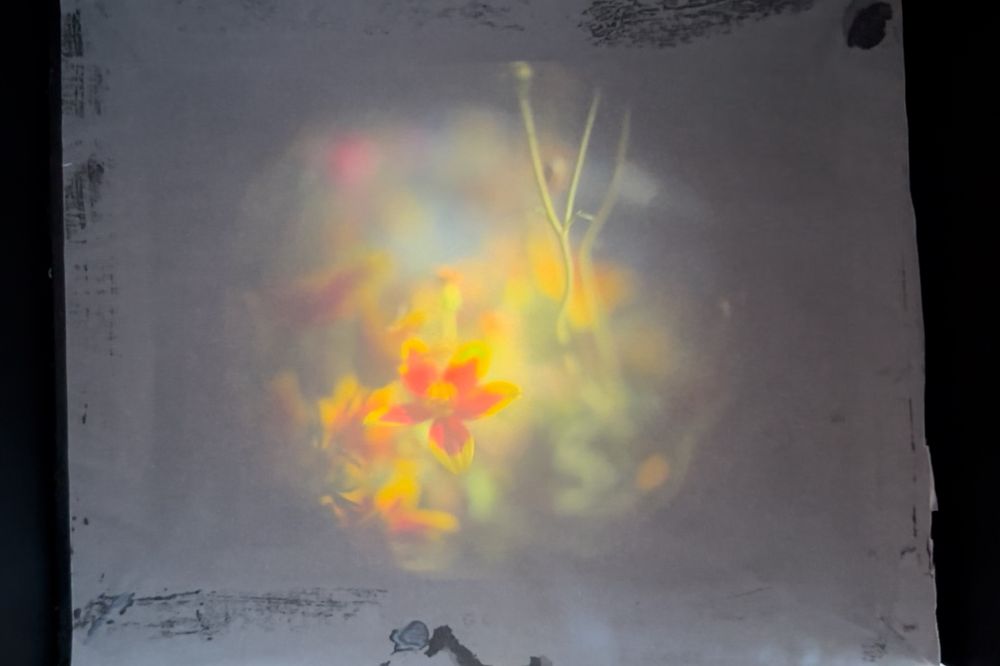 Flowers, as seen through my bodged prototype camera 