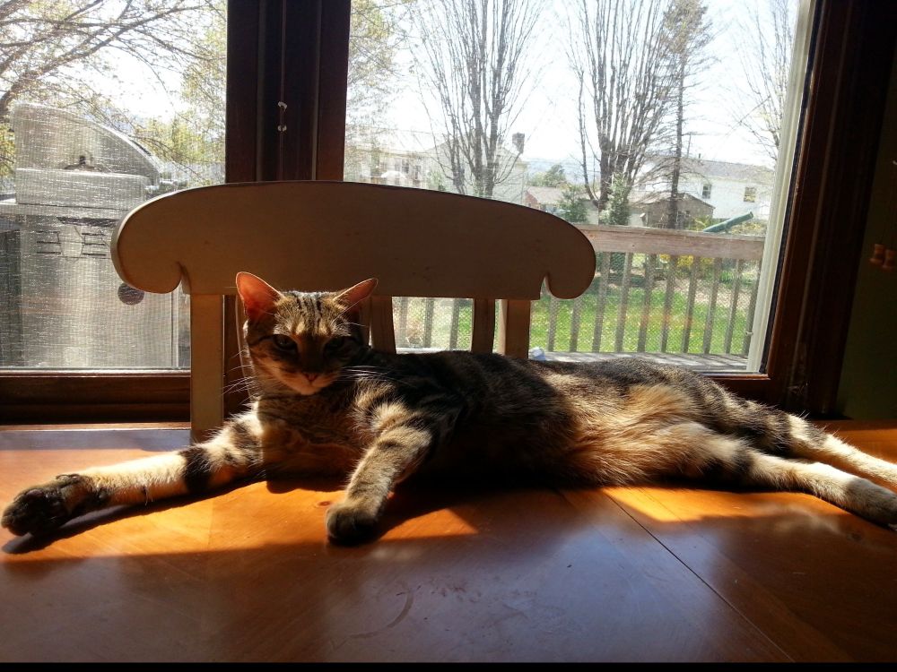 Cat lounging in sunbeam