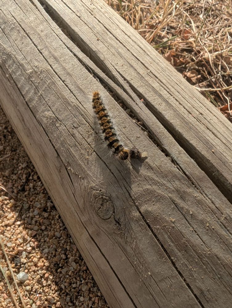 Oruga processionaria 