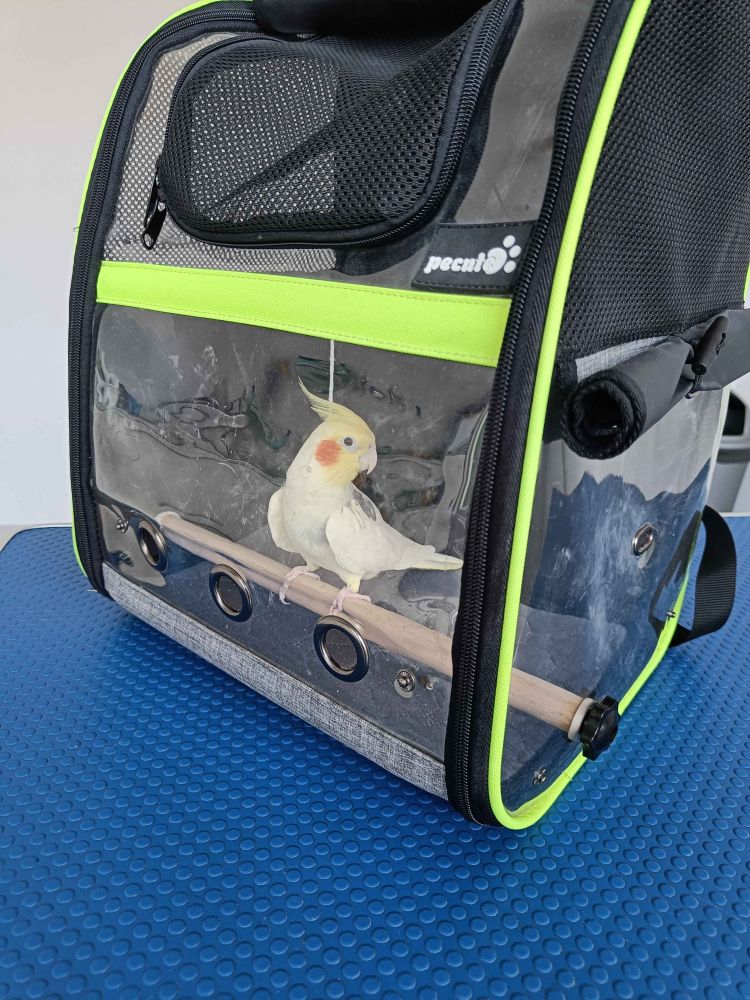 A cockatiel in a very dusty pet carrier on a blue table.