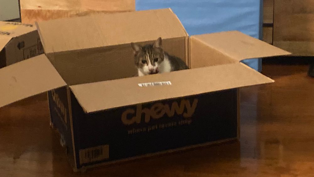 Spike the mackerel tabby is sitting in a cardboard Chewy box. You can only see his head and shoulders but he is licking his mouth after eating some food prior to jumping in the box 📦 