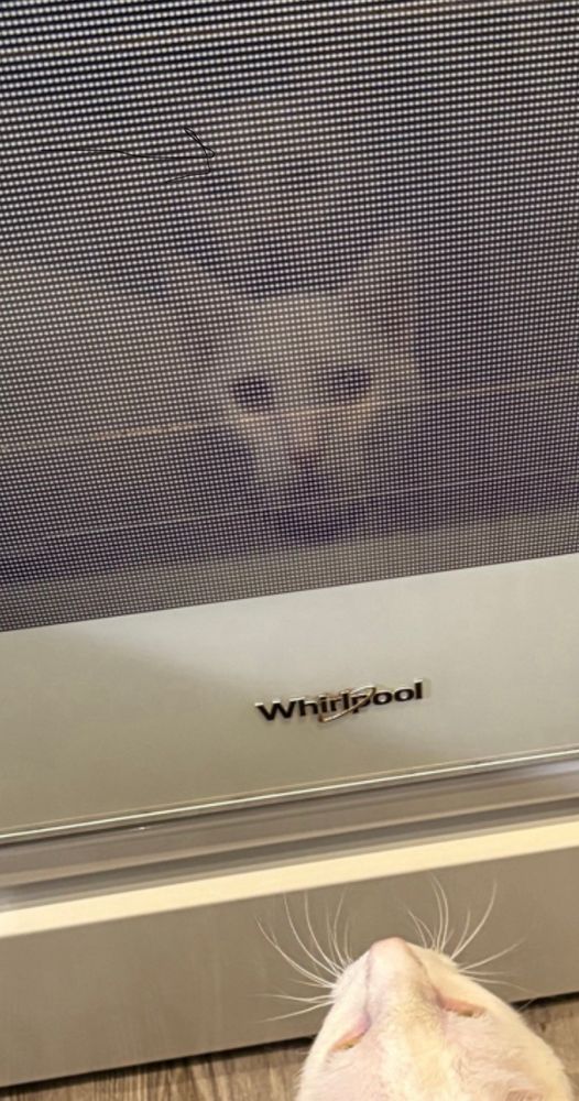Picture of Paul Blart (a white cat$ I front of an oven looking at his reflection I the oven door. However there is a second cat head in the oven door reflection 