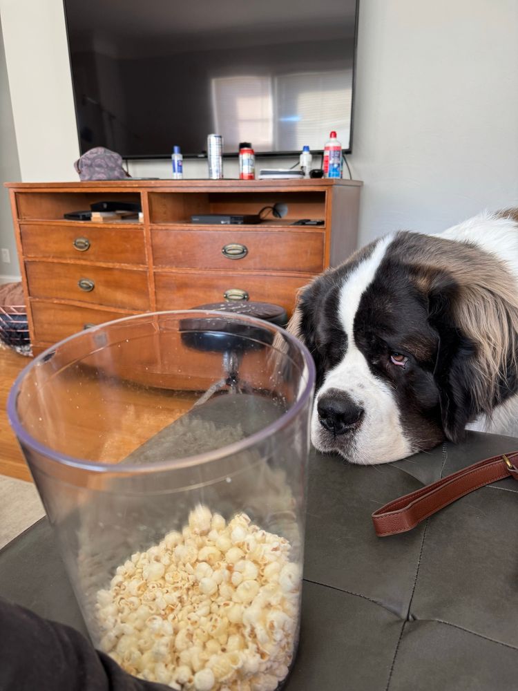 A St. Bernard rests his head on the corner of a gray couch. He is staring intently at a clear container of popcorn