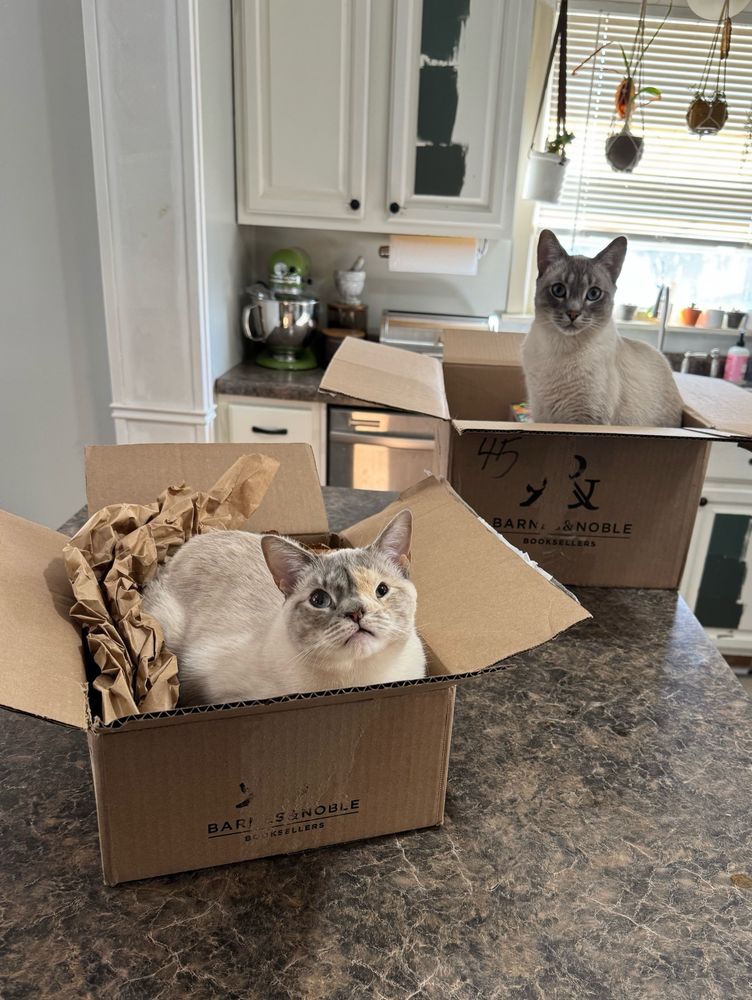 Two cardboard boxes sit open on the top of a kitchen island. Each box has a gray cat sitting inside it looking at the camera. 