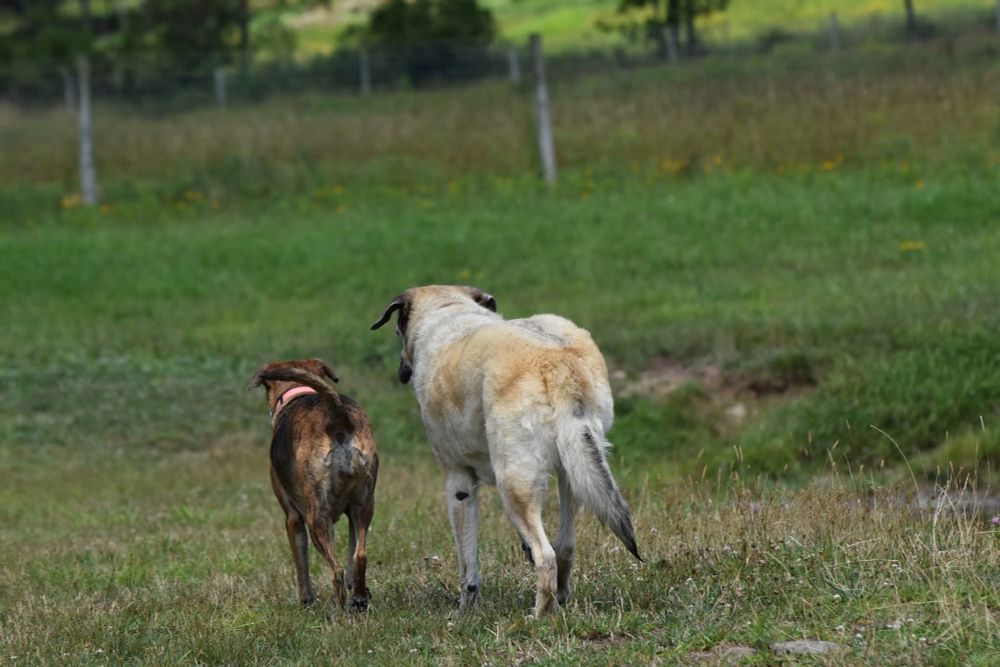 Medium brindle hound and large beige mastiff mix, photographed from behind, standing in a field and looking off at something in the middle distance.  They could also be making plans for middle of the night dead drops.  