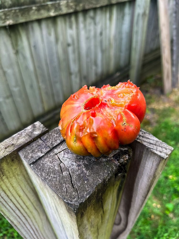A red tomato with many little curves, atop a wooden post, daintily nibbled down by a rogue squirrel. 