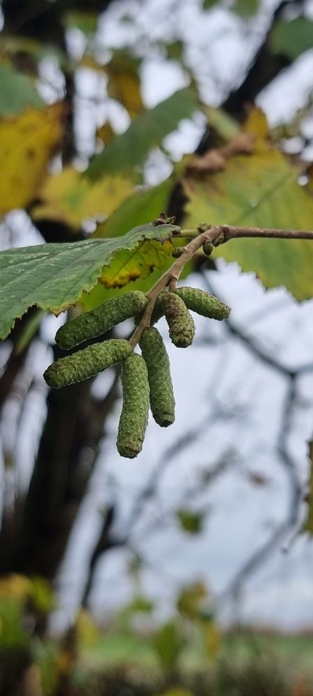 As leaves fall away from deciduous trees, Hazel catkins already formed ready for early Spring. There's nothing better than forward planning! #nature #trees #countryside #walking