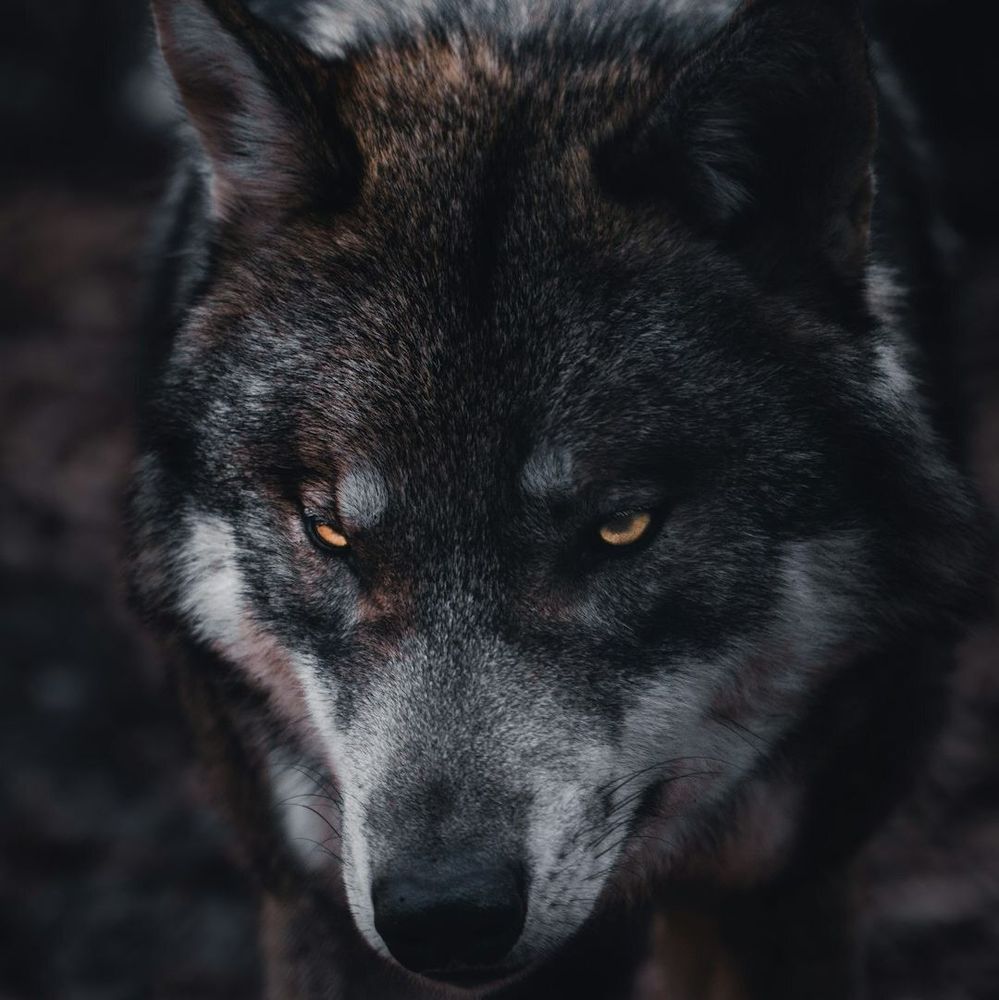 Moody wolf face. Photo by Chris Ensminger via Unsplash.