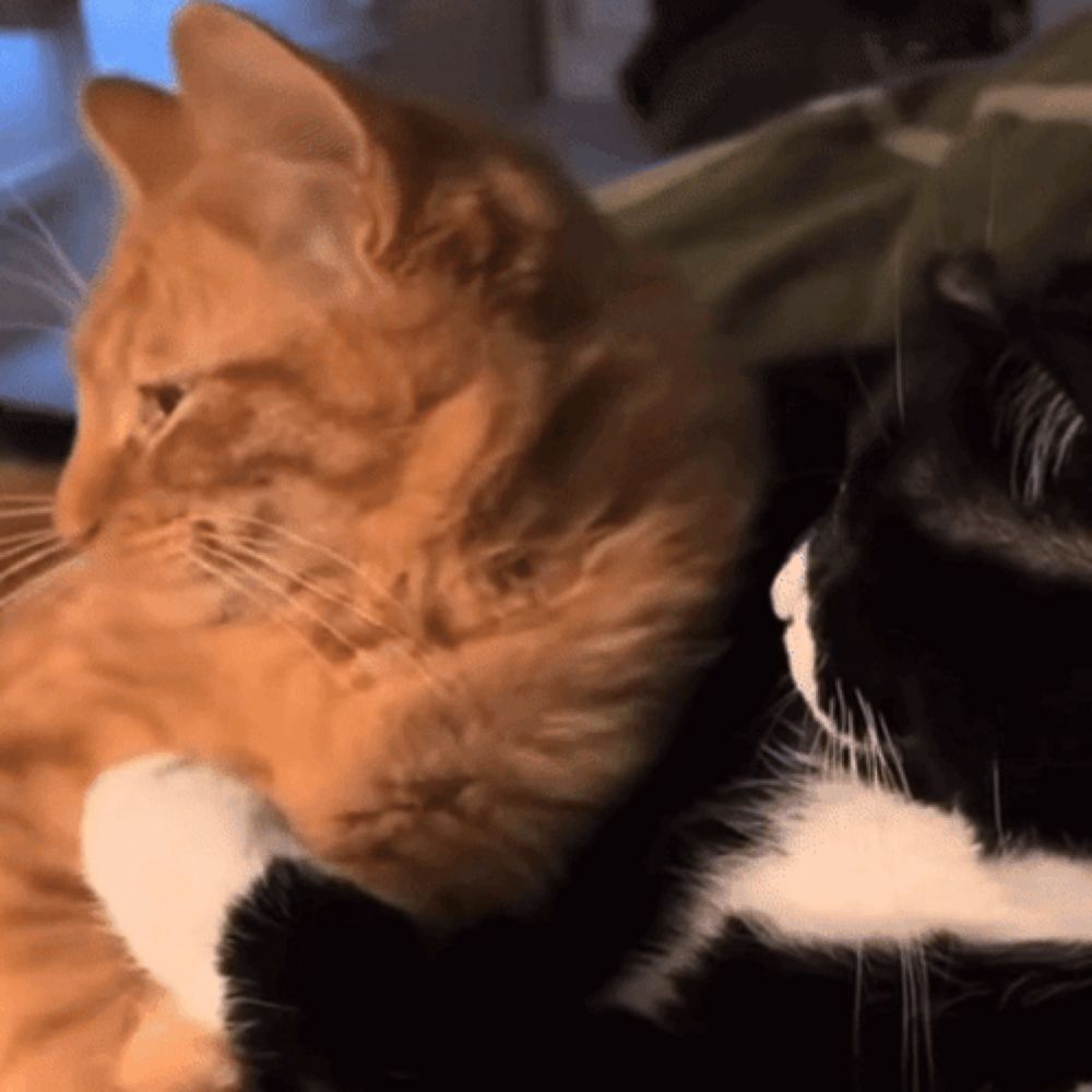 a close up of two cats one orange and one black looking at each other