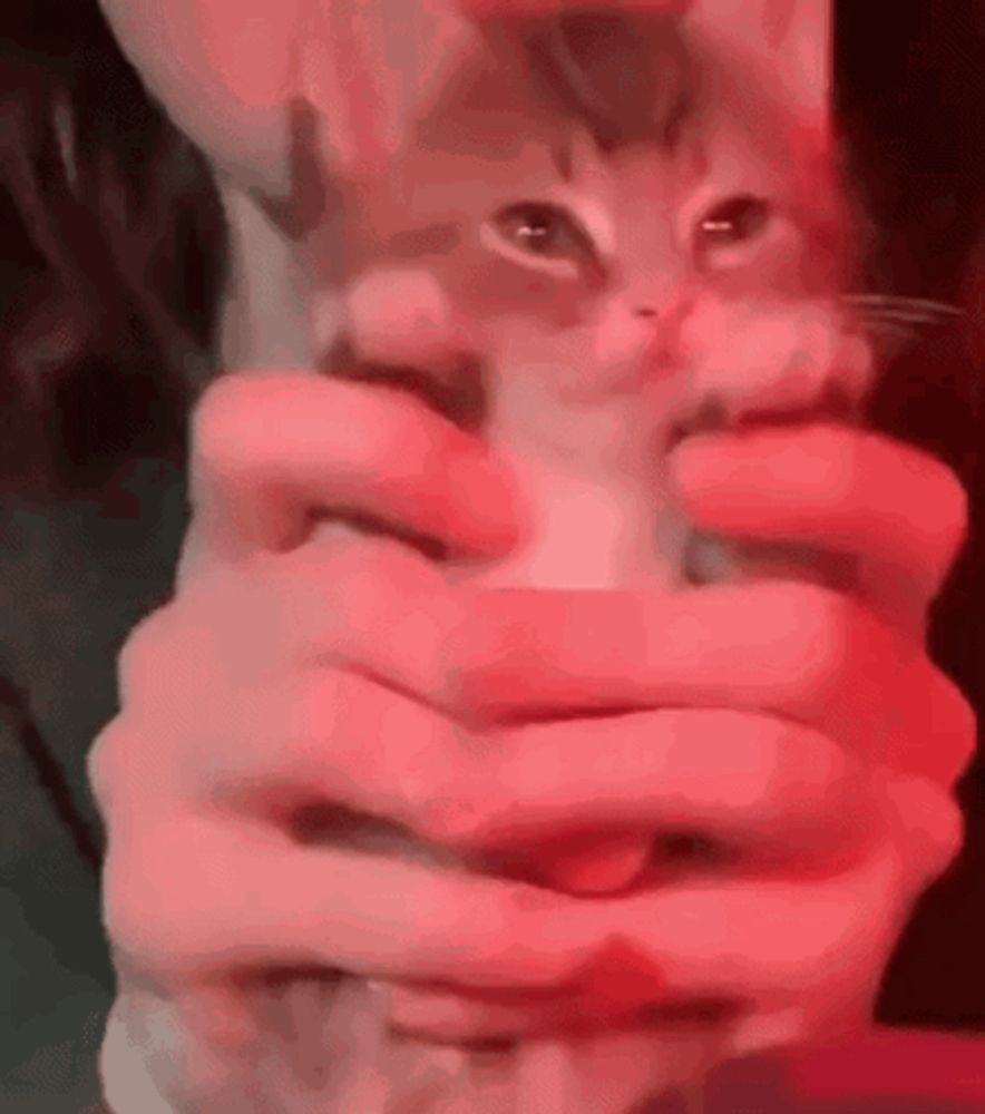 a person is holding a kitten in their hands with red lights behind them .