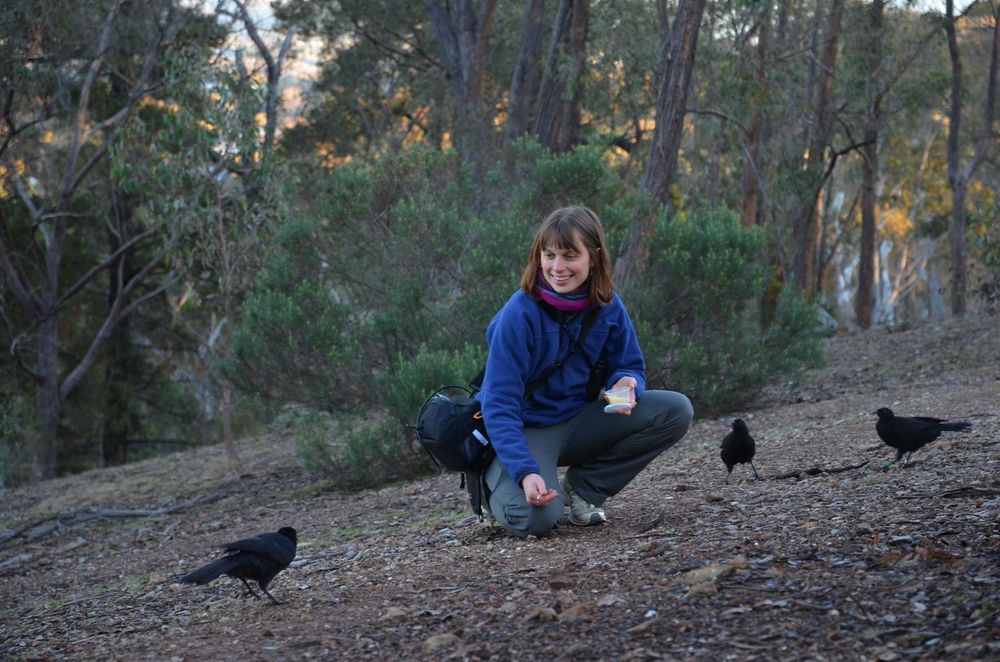 Masters student Lola von Kietzell with one of her white-winged chough study groups in Canberra, Australia.