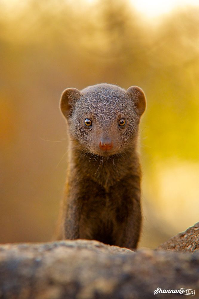 Dwarf mongoose on sentinel duty in South Africa. Photo by Shannon Benson.