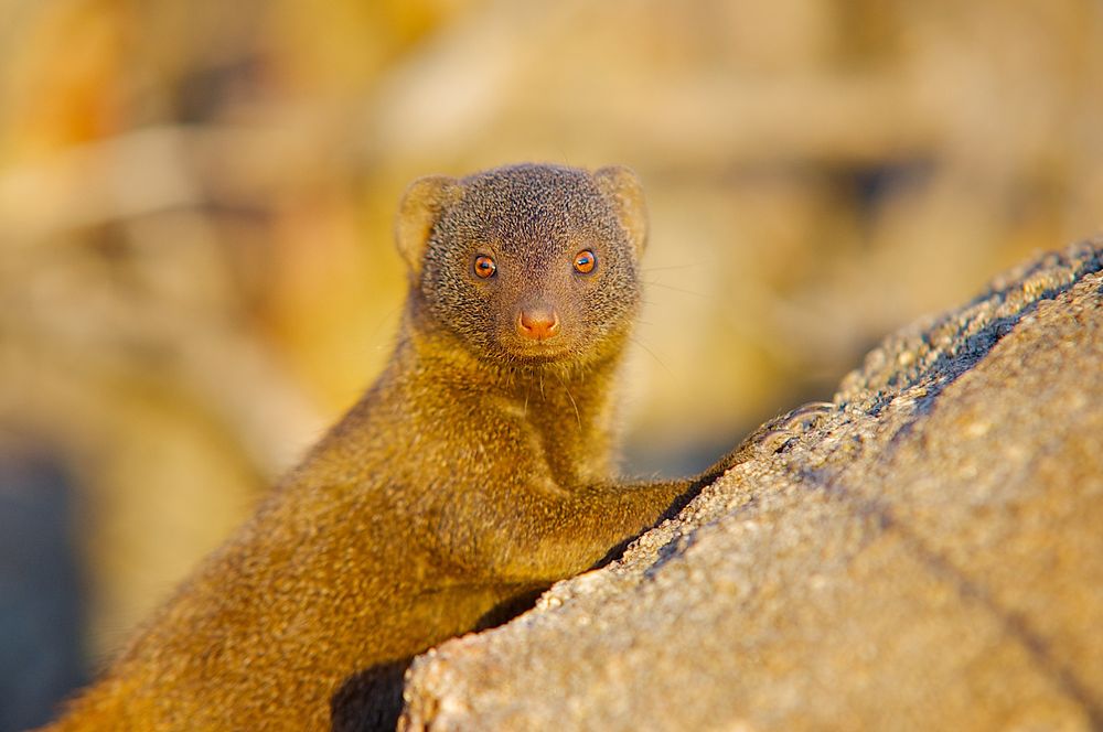 Dwarf mongoose on sentinel duty in South Africa.