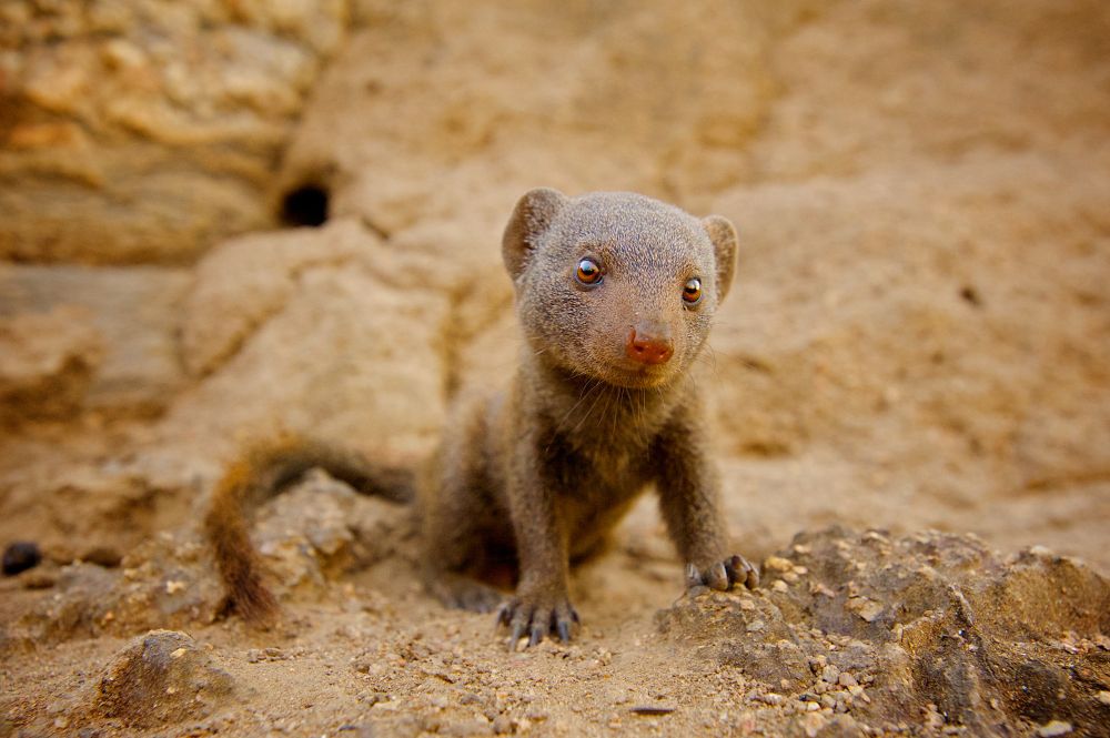 Dwarf mongoose photo used on front cover of journal.