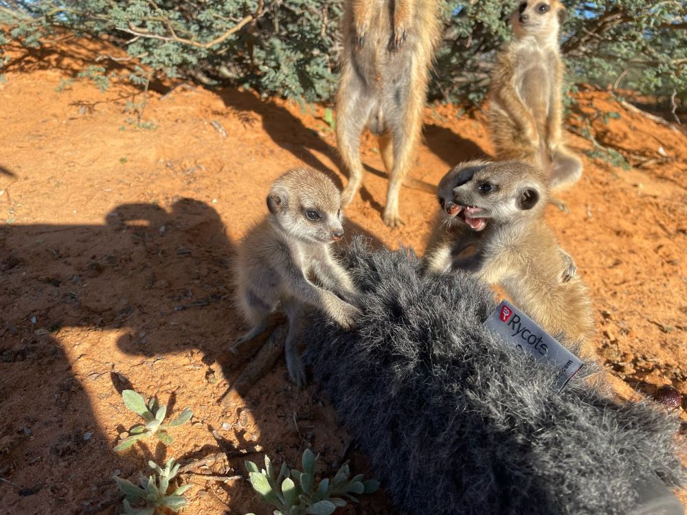 Meerkat pups climbing over the fluffy outer cover (wind shield) of a microphone being used by researchers in the Kalahari.