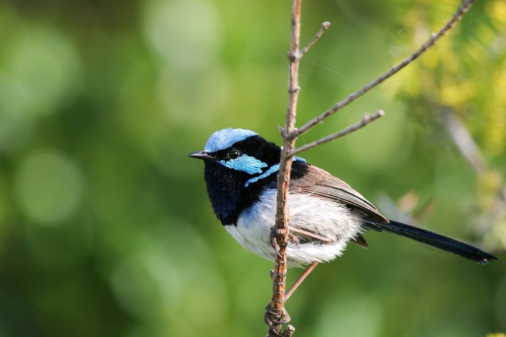 Male superb fairywren in Australia.