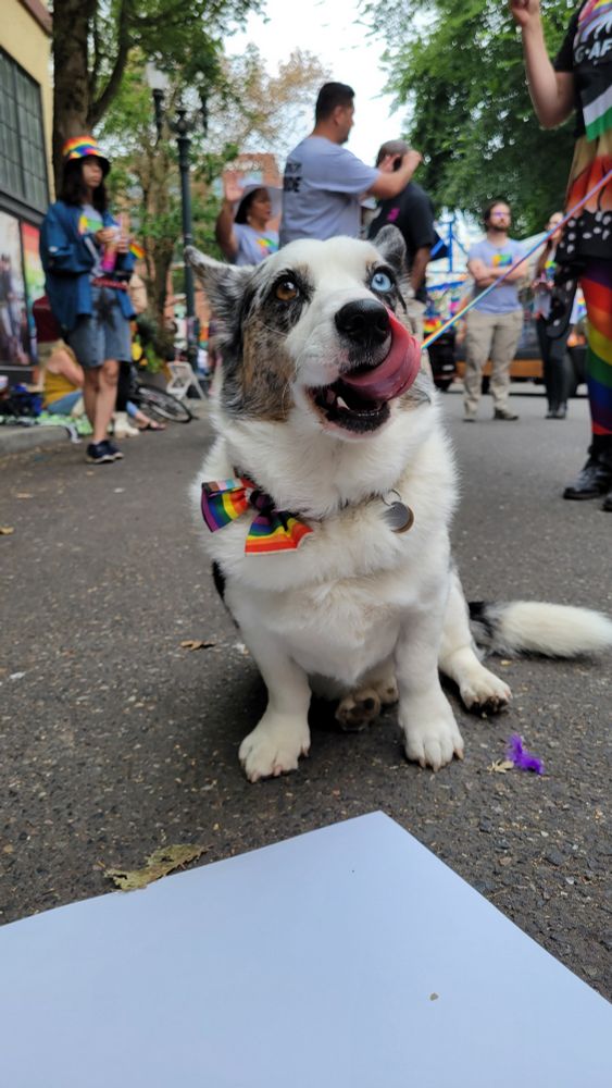 Gryphon, an adorable Cardigan Welsh Corgi with heterochromia licks his own face contentedly. The pride parade, with numerous people in rainbow colored clothing, is out of focus in the background. 