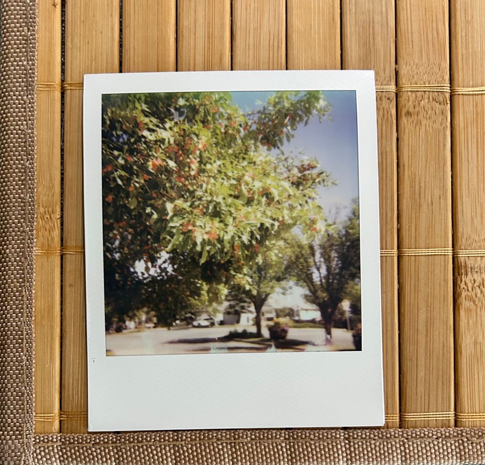 a crab apple tree outside a bus stop near my house