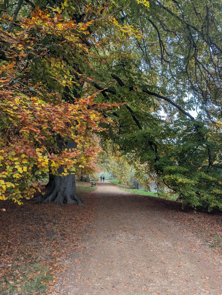 Colourful autumnal trees along a path in University Parks, Oxford UK.
